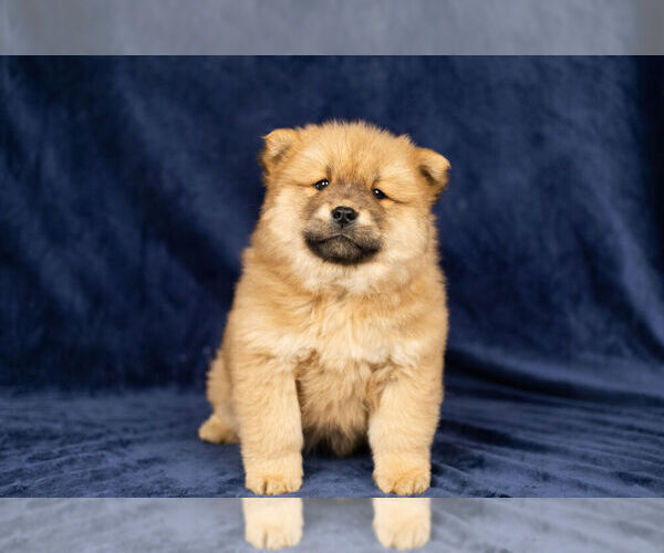 Medium Photo #14 Chow Chow Puppy For Sale in NAPPANEE, IN, USA