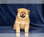 Small Photo #14 Chow Chow Puppy For Sale in NAPPANEE, IN, USA