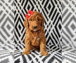 Small Photo #1 Irish Doodle Puppy For Sale in BAINBRIDGE, MD, USA