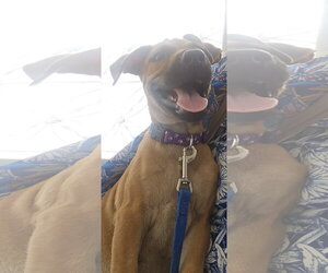 Mutt Dogs for adoption in Virginia Beach, VA, USA