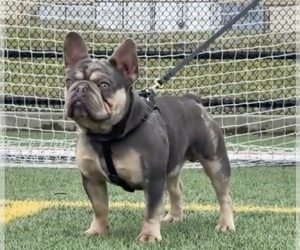 Father of the French Bulldog puppies born on 08/19/2025