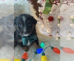 Australian Shepherd Puppy for sale in BEECH GROVE, IN, USA