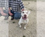 Small #29 American Staffordshire Terrier