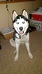 Small Photo #1 Siberian Husky Puppy For Sale in ELLENDALE, MN, USA