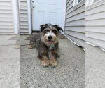 Small #1 Mutt