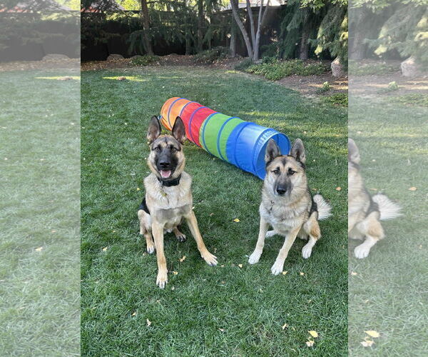 Medium Photo #3 German Shepherd Dog Puppy For Sale in Sandy, UT, USA