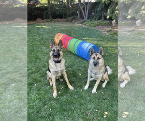 My Tye - Male German Shepherd Dog Dog for Adoption - Photo #3