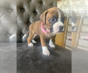 Boxer Puppy for sale in RICHMOND, CA, USA