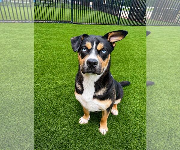 Medium Photo #6 American Staffordshire Terrier-Siberian Husky Mix Puppy For Sale in Rockwall, TX, USA