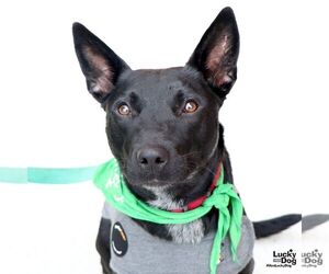 Mutt Dogs for adoption in Washington, DC, USA