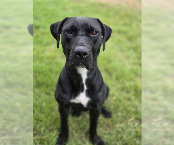 Medium Photo #1 Mutt Puppy For Sale in Conroe, TX, USA