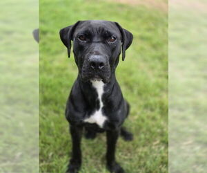 Mutt Dogs for adoption in Conroe, TX, USA