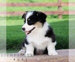 Small #1 Pembroke Welsh Corgi