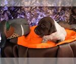 Puppy Puppy 1 German Shorthaired Pointer