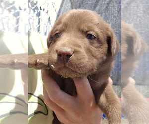 Labrador Retriever Puppy for sale in ROYAL CITY, WA, USA