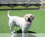 Small #2 Labrador Retriever