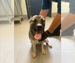 Small German Shepherd Dog Mix