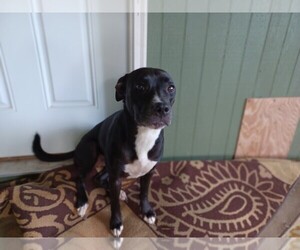 American Pit Bull Terrier-Labrador Retriever Mix Dogs for adoption in PENSACOLA, FL, USA