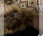 Small Photo #1 Shih Tzu Puppy For Sale in KILLEEN, TX, USA