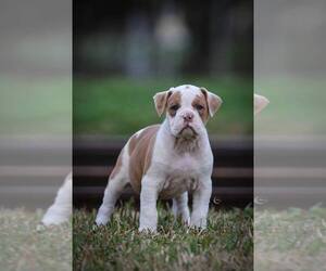 Mastiff Puppy for sale in OCALA, FL, USA