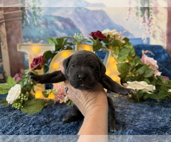 Medium Photo #5 Cane Corso Puppy For Sale in OOLOGAH, OK, USA