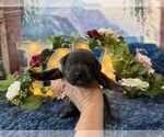 Small #4 Cane Corso