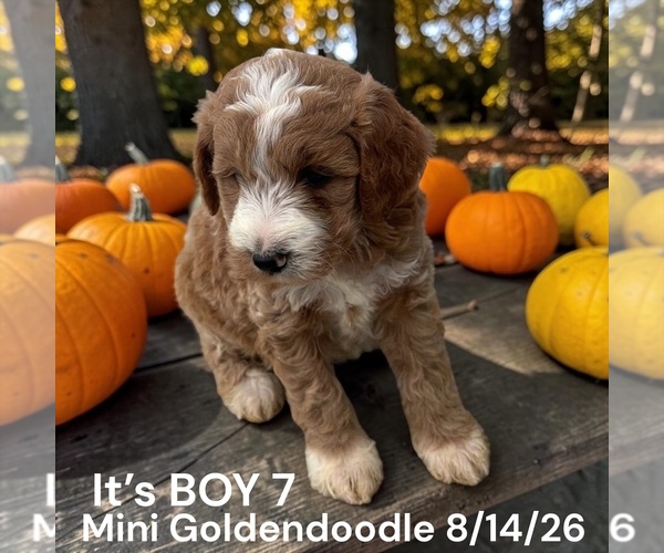 Medium Photo #12 Goldendoodle (Miniature) Puppy For Sale in MONTPELIER, OH, USA