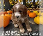 Litter of 7 - Male(s) and Female(s) Goldendoodle (Miniature)Litter of Puppies for Sale - Photo #12
