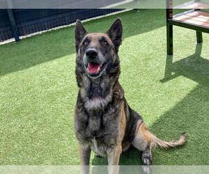 German Shepherd Dog Dogs for adoption in Orange, CA, USA
