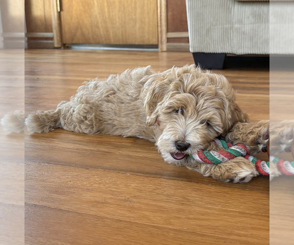 Medium Photo #5 Goldendoodle (Miniature) Puppy For Sale in ROY, UT, USA
