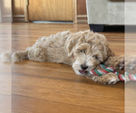 Small #4 Goldendoodle (Miniature)