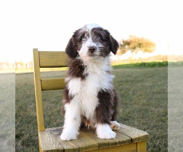 Medium Photo #2 Aussie-Poo Puppy For Sale in ARTHUR, IL, USA