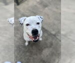 Small #23 American Bulldog