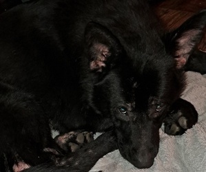 Father of the German Shepherd Dog puppies born on 03/08/2026