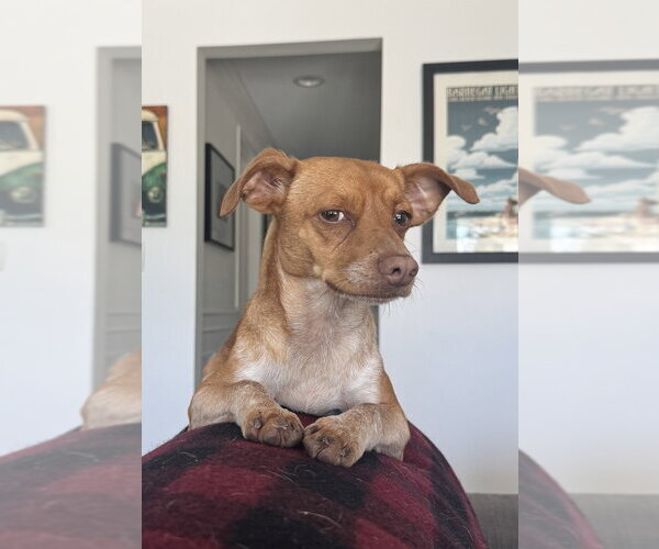 Medium Photo #3 Chihuahua Puppy For Sale in Dana Point, CA, USA