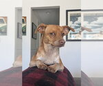 Small #2 Chihuahua
