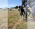 Small Photo #2 Great Dane Puppy For Sale in Bullard, TX, USA