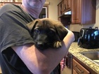 Small Photo #16 Malinois Puppy For Sale in EAGLE POINT, OR, USA