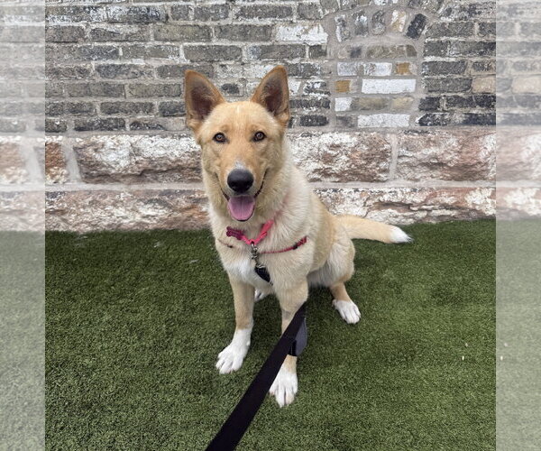Medium Photo #13 Mutt Puppy For Sale in Fargo, ND, USA