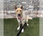 Small #12 Mutt