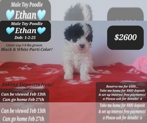 Poodle (Toy) Puppy for sale in TUCSON, AZ, USA