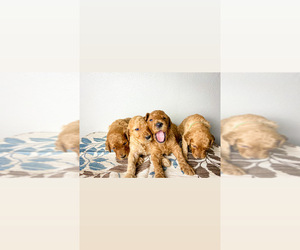 Goldendoodle-Irish Doodle Mix Puppy for sale in JACKSONVILLE, FL, USA