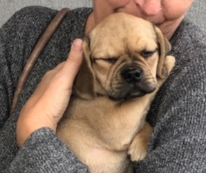 Puggle Puppy for sale in HEBRON, MD, USA