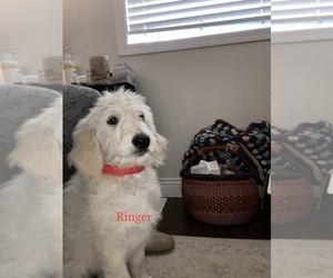 Goldendoodle Puppy for sale in PEYTON, CO, USA