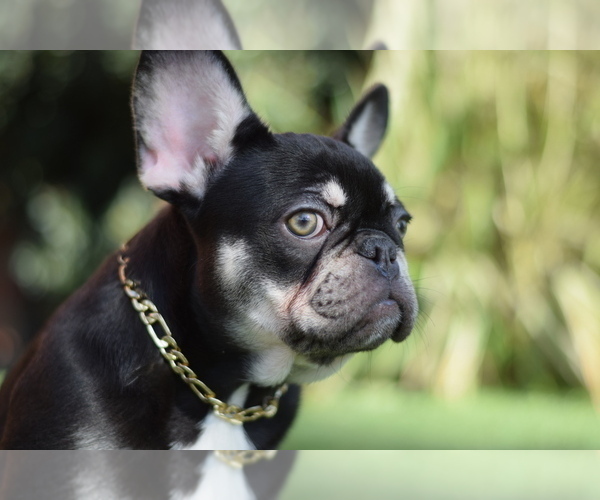 Medium Photo #4 French Bulldog Puppy For Sale in LONG BEACH, CA, USA