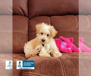 Miniature Schnauzzie-Poodle (Toy) Mix Puppy for sale in WINNSBORO, LA, USA