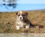 Small #4 Pembroke Welsh Corgi