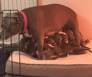 Mother of the American Staffordshire Terrier puppies born on 12/30/2023