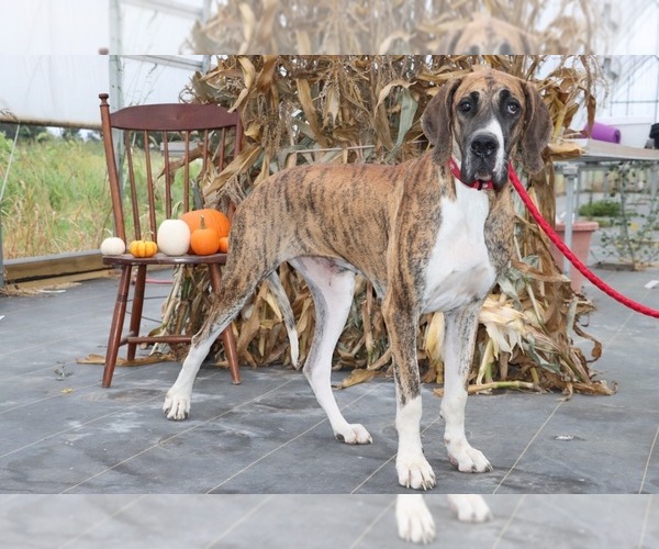 Medium Photo #1 Great Dane Puppy For Sale in WAKARUSA, IN, USA