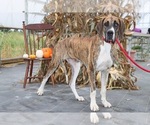 Small Photo #1 Great Dane Puppy For Sale in WAKARUSA, IN, USA